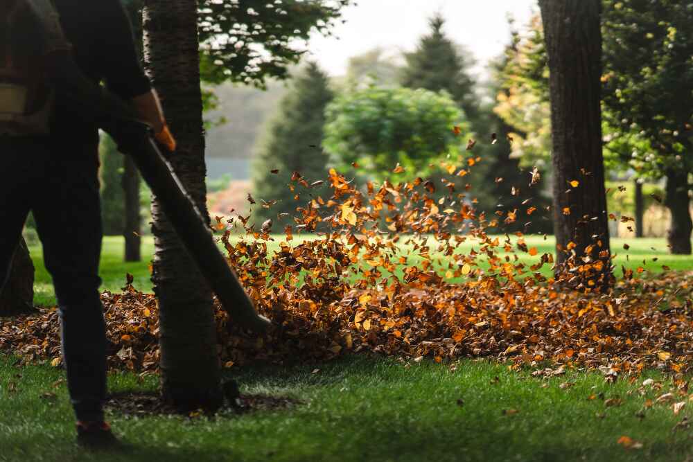 an image for a lawn 