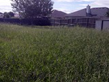 lawn-mowing-services-before